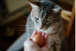 蛋黃可以給貓貓吃嗎_貓咪可以吃蛋黃嗎_貓咪蛋黃能吃嗎