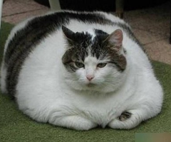 蛋黃可以給貓貓吃嗎_貓咪蛋黃能吃嗎_貓咪可以吃蛋黃嗎