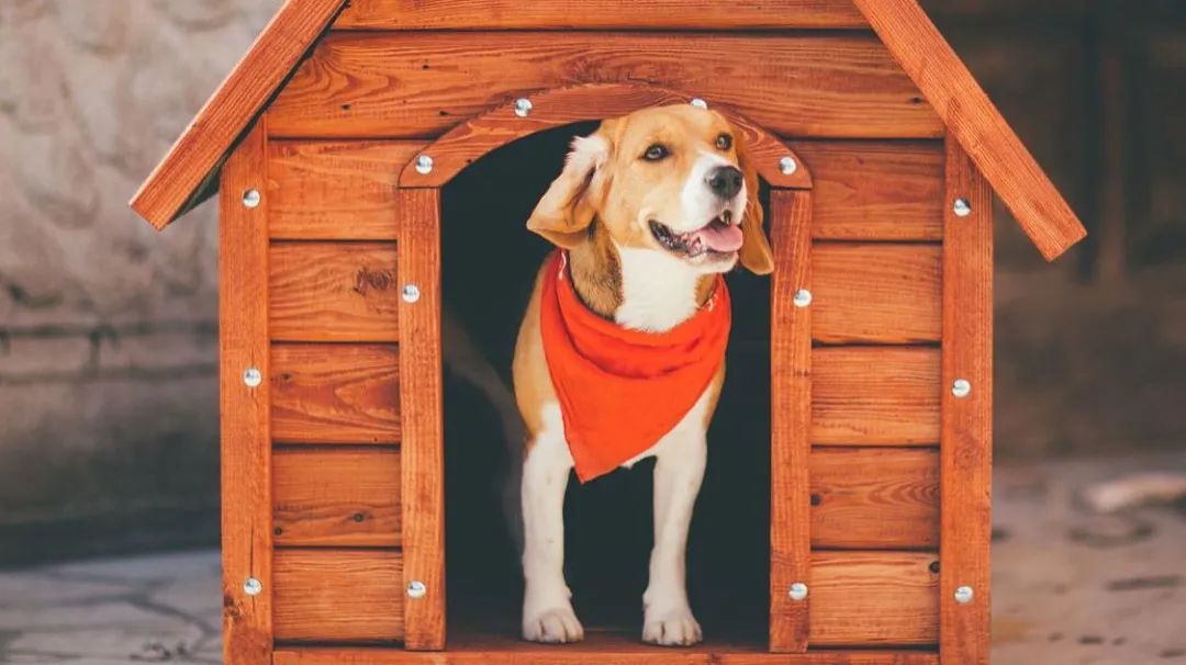 狗狗大小怎么看_狗狗大小排序_狗狗定點大小便的方法