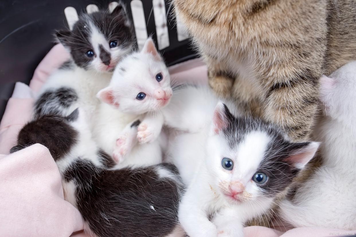 小貓驅蟲后蟲子去哪了_兩個月小貓驅蟲死了_小貓驅蟲死了