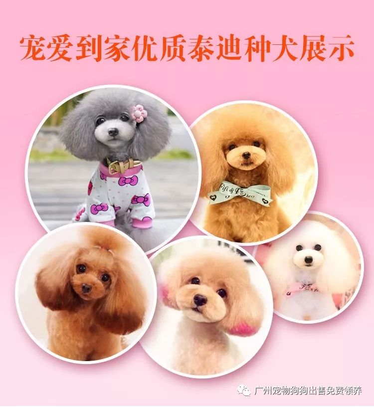 買拉布拉多幼犬多少元_購買拉布拉多犬幼犬_拉布拉多幼犬購買注意事項