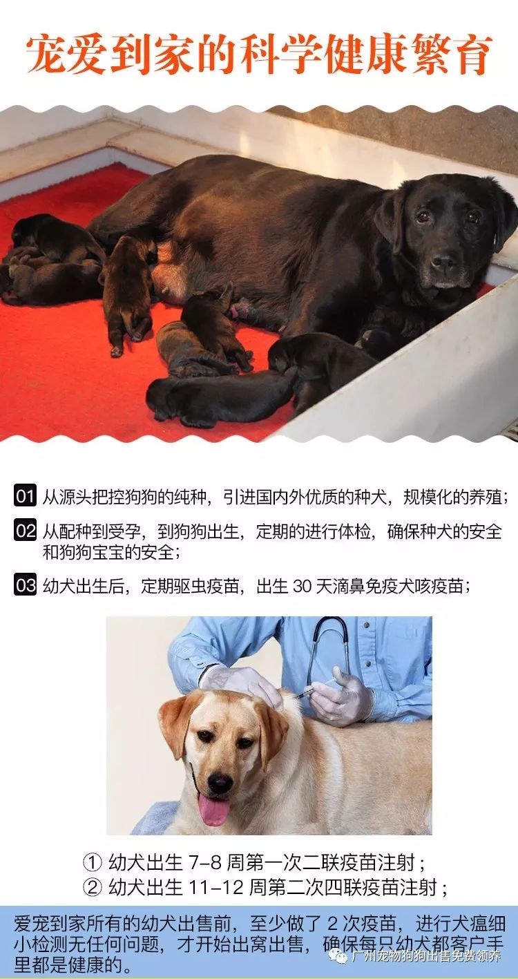 購買拉布拉多犬幼犬_買拉布拉多幼犬多少元_拉布拉多幼犬購買注意事項