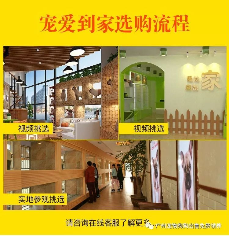 買拉布拉多幼犬多少元_拉布拉多幼犬購買注意事項_購買拉布拉多犬幼犬