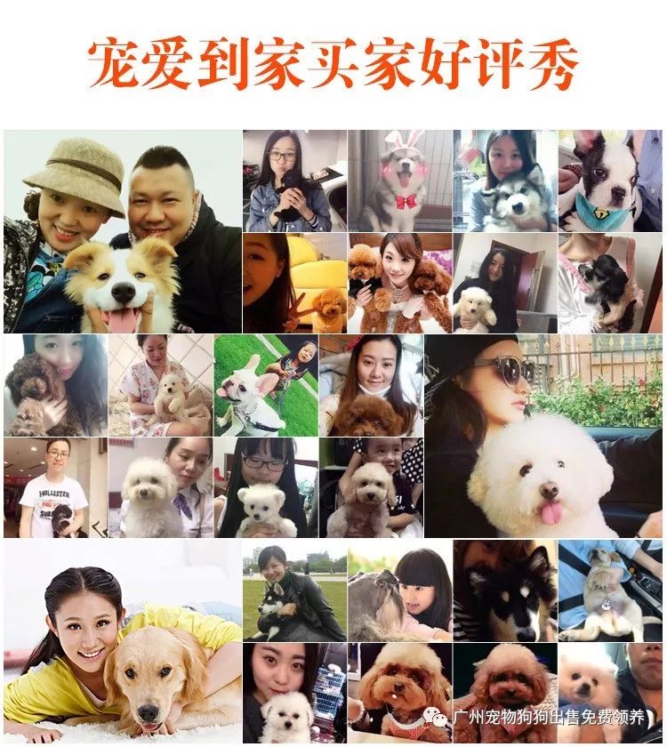 買拉布拉多幼犬多少元_拉布拉多幼犬購買注意事項_購買拉布拉多犬幼犬