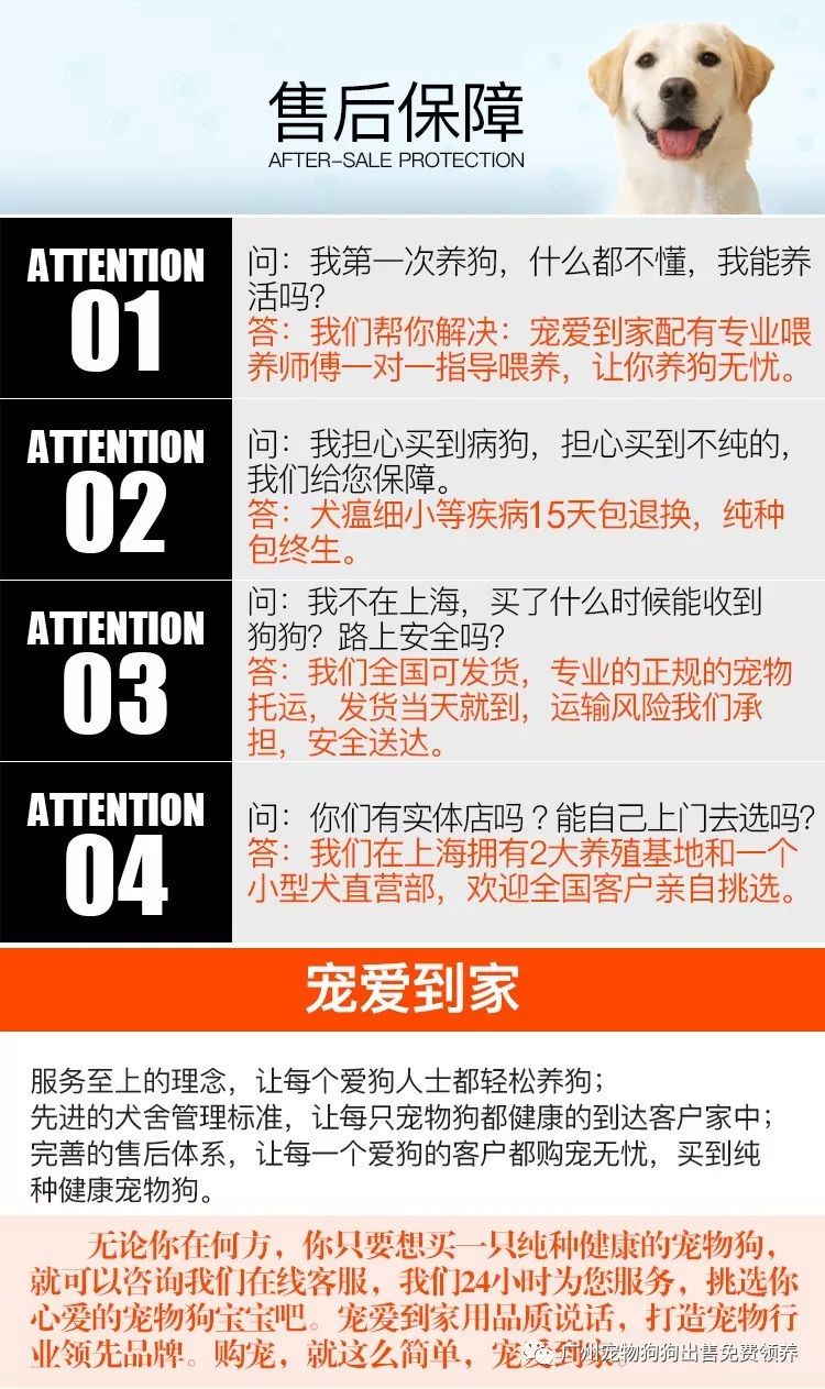 拉布拉多幼犬購買注意事項_買拉布拉多幼犬多少元_購買拉布拉多犬幼犬