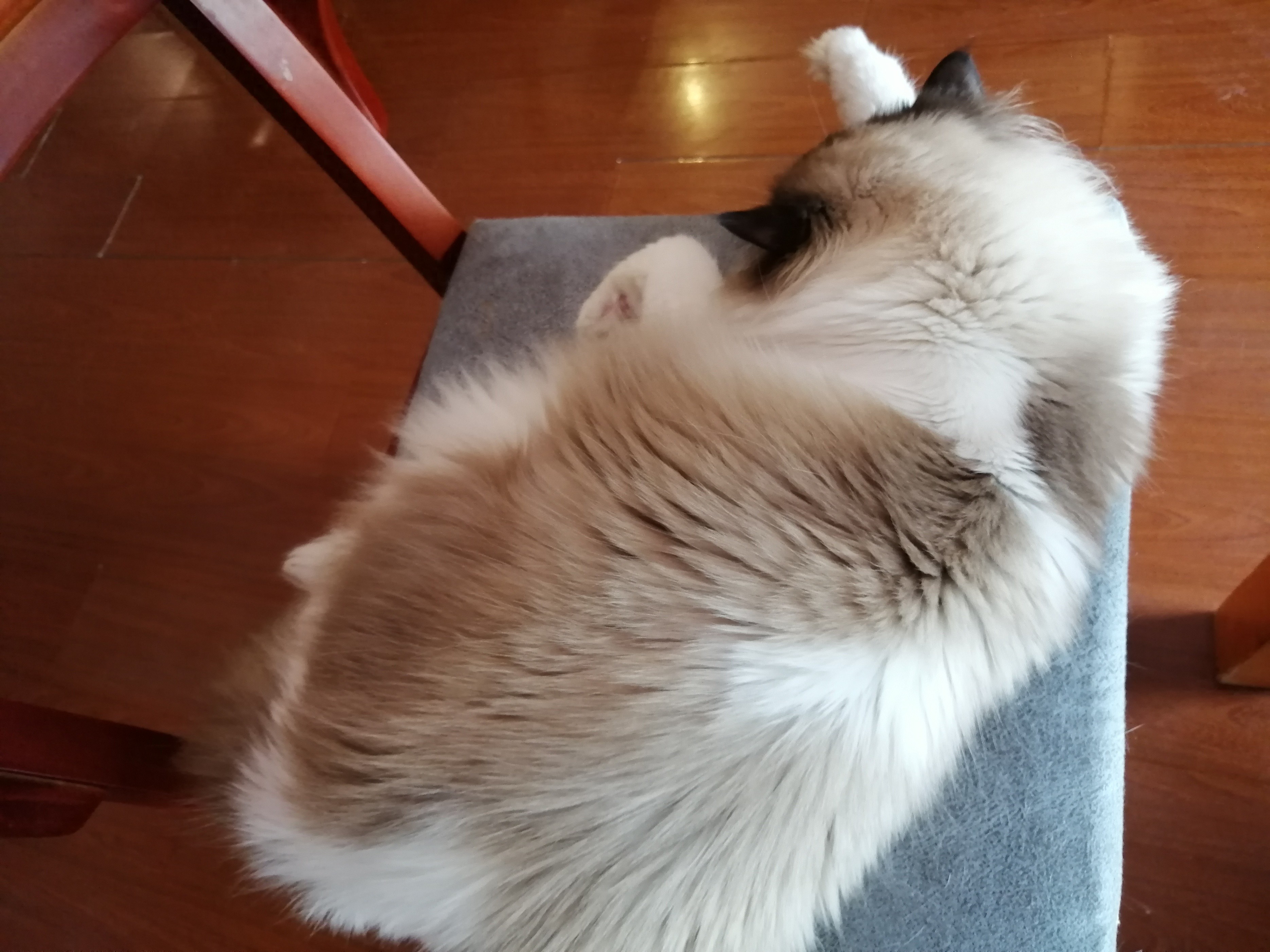 貓咪的尾巴代表著它的心情？看看你家貓咪全中了嘛？