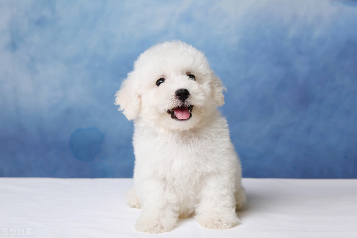 狗肛門腺怎么擠_擠肛門腺狗狗會受傷嗎_擠肛門腺狗狗會疼嗎