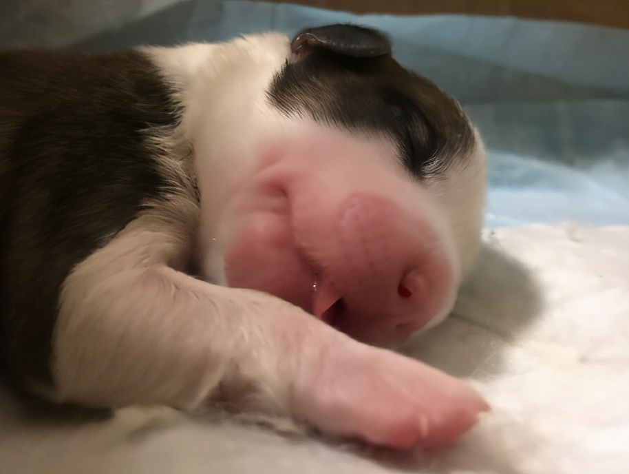 狗狗多大開始訓練比較好_狗狗多大開始訓練最好_狗狗多大開始訓練好呢