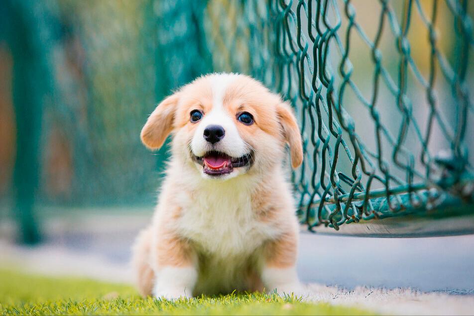 狗狗多大開始訓練好呢_狗狗多大開始訓練最好_狗狗多大開始訓練比較好