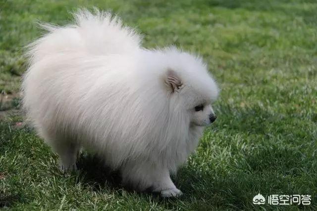 狗狗便便軟是喂多了還是少了_狗狗軟便便少是怎么回事_狗狗軟便便少是什么原因