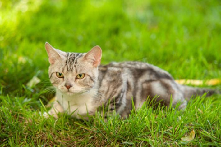 養(yǎng)寵之路：貓閉尿會(huì)導(dǎo)致嘔吐嗎 貓咪不排尿會(huì)導(dǎo)致嘔吐嗎？