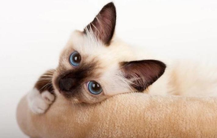 貓咪死后尿失禁_貓咪不排尿幾天會(huì)死_貓咪死排尿天會(huì)變黑嗎