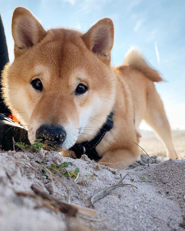 狗狗刨狗窩_狗刨窩是怎么回事_狗刨窩什么意思
