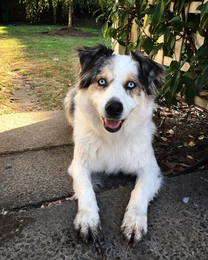 狗刨窩什么意思_狗狗刨狗窩_狗刨窩是怎么回事