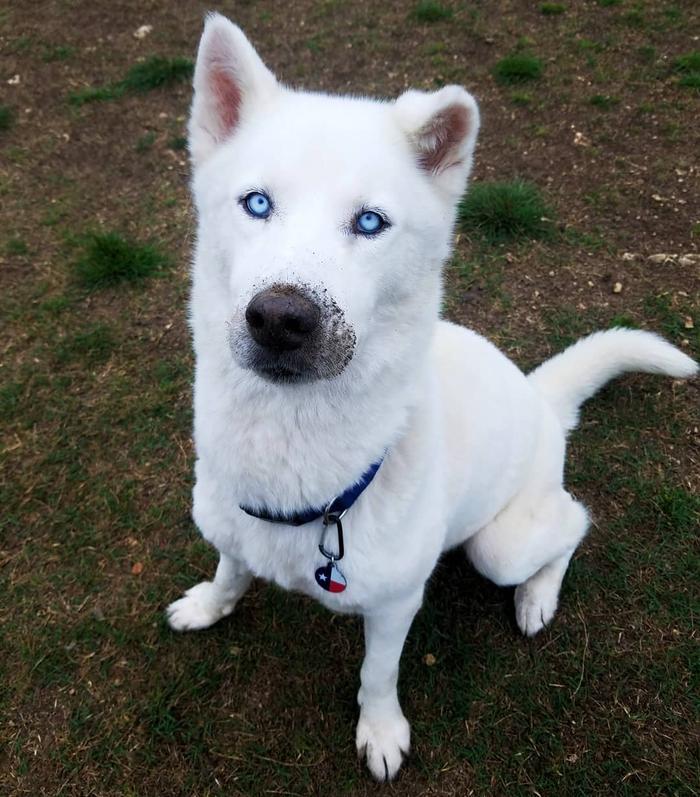 狗刨窩是怎么回事_狗刨窩什么意思_狗狗刨狗窩