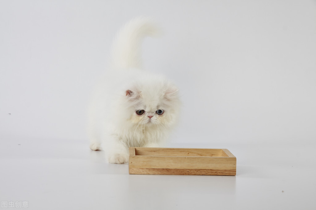 母貓發情都有哪些表現新聞_母貓發情的癥狀是什么癥狀_母貓發情有什么癥狀