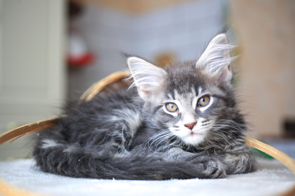 母貓發情的癥狀是什么癥狀_母貓發情都有哪些表現新聞_母貓發情有什么癥狀