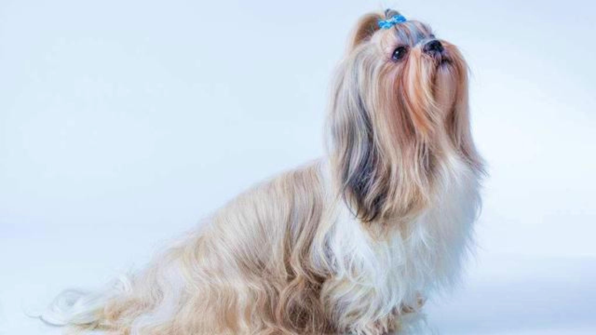 小型犬聰明_什么小型犬最聰明_聰明小型犬品種大全