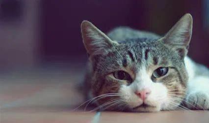 貓咪三歲半相當(dāng)于人幾歲_貓咪撓人腳心_貓咪撲人是什么意思