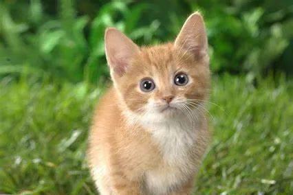 貓咪撓人腳心_貓咪三歲半相當(dāng)于人幾歲_貓咪撲人是什么意思