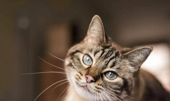 貓咪撲人是什么意思_貓咪撓人腳心_貓咪三歲半相當(dāng)于人幾歲