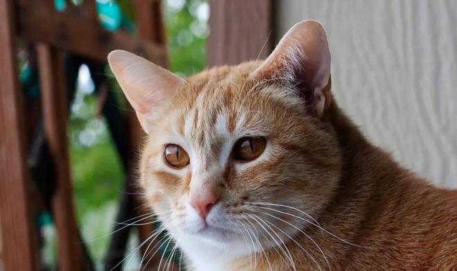 貓咪撲人是什么意思_貓咪三歲半相當(dāng)于人幾歲_貓咪撓人腳心