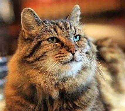 貓咪撓人腳心_貓咪三歲半相當(dāng)于人幾歲_貓咪撲人是什么意思