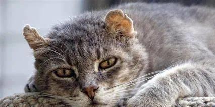 貓咪撲人是什么意思_貓咪撓人腳心_貓咪三歲半相當(dāng)于人幾歲