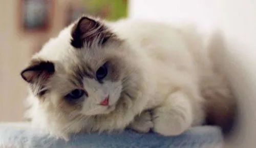 自來水能喝貓咪嗎_自來水可以直接給貓喝嗎_貓能喝自來水嗎